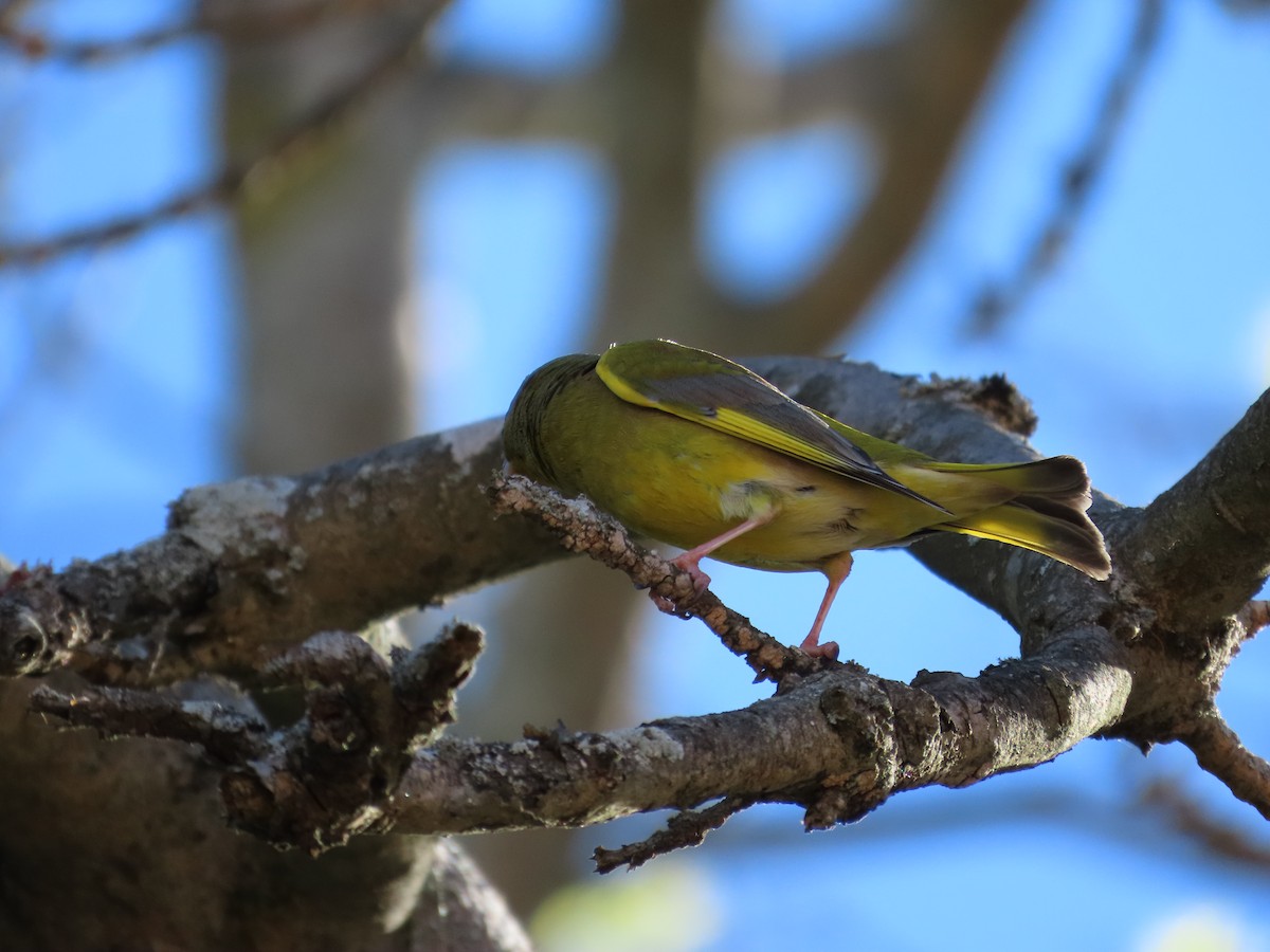 European Greenfinch - ML643269409