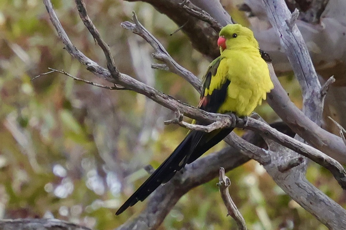 Regent Parrot - ML643269430