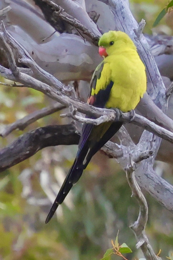 Regent Parrot - ML643269431