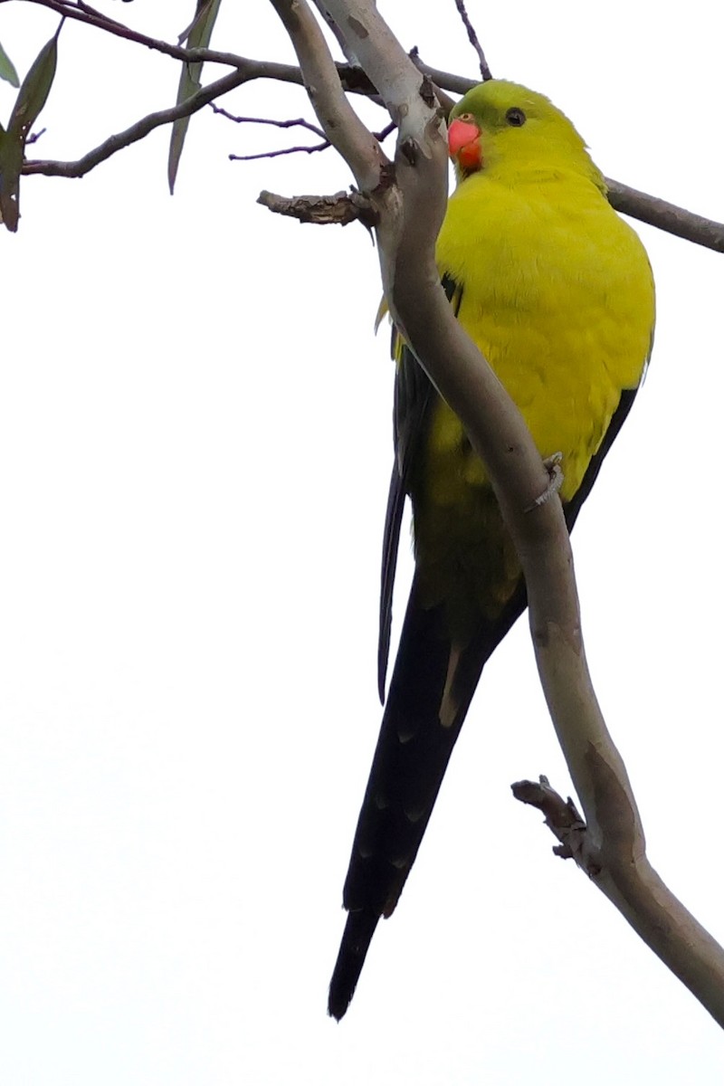 Regent Parrot - ML643269443