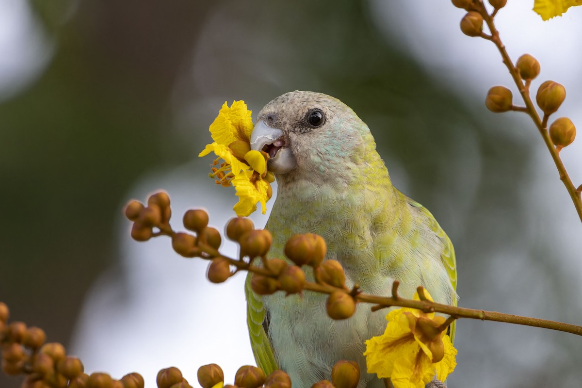 Hooded Parrot - ML643269468