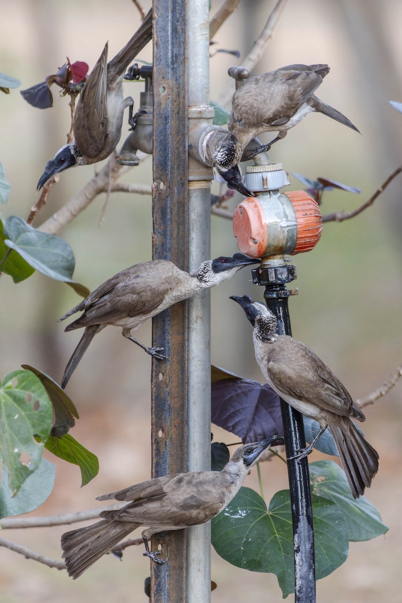 Little Friarbird - ML643269474