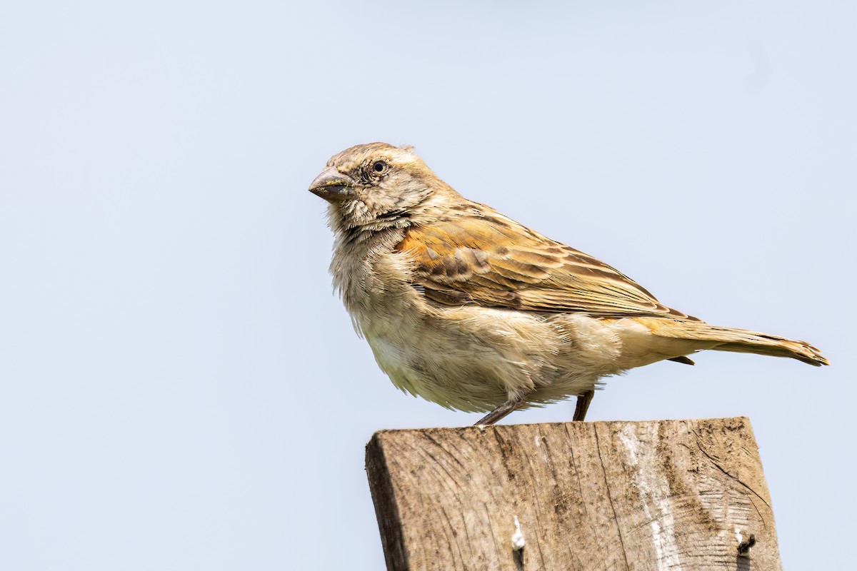Kenya Rufous Sparrow - ML643269475