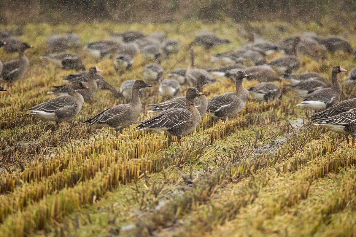 Tundra Bean-Goose - ML643269476