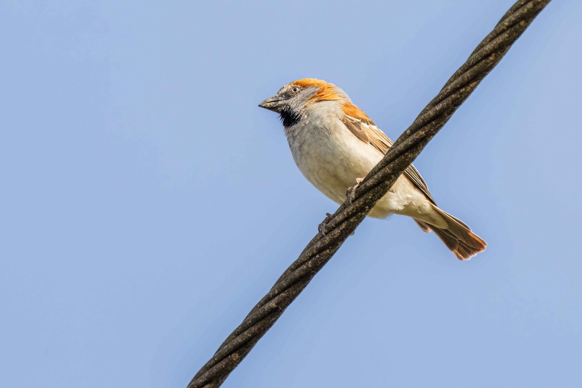 Kenya Rufous Sparrow - ML643269482