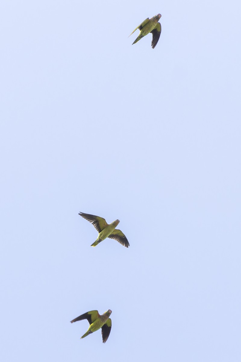 Varied Lorikeet - ML643269483