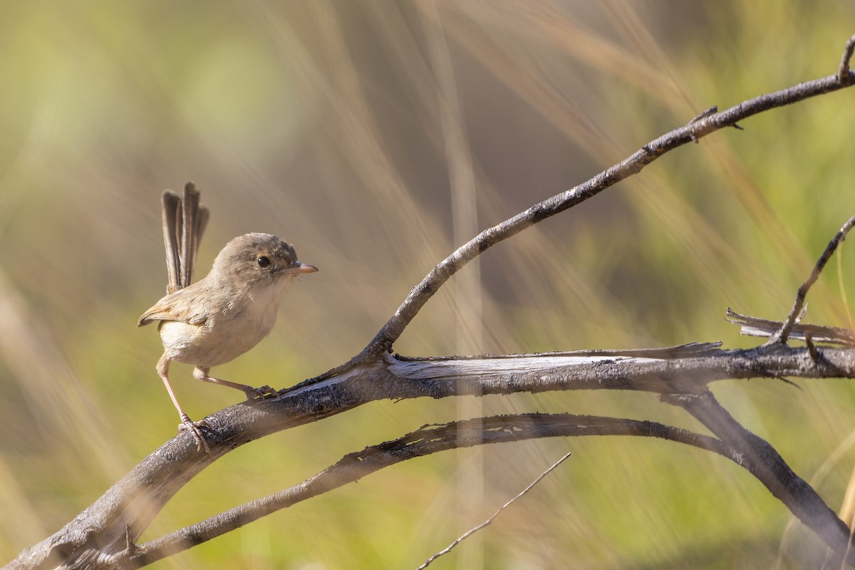 Red-backed Fairywren - ML643269486