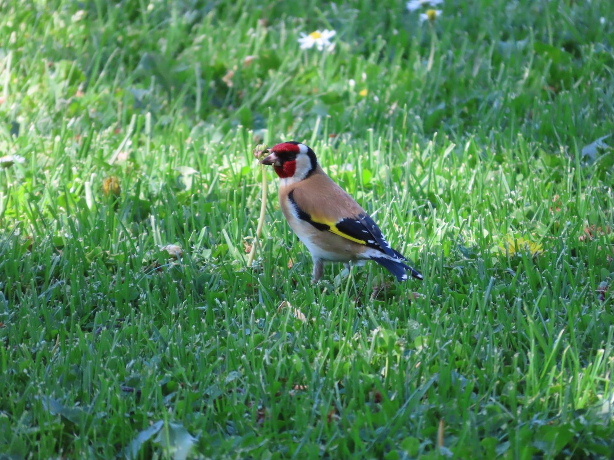 European Goldfinch - ML643269487