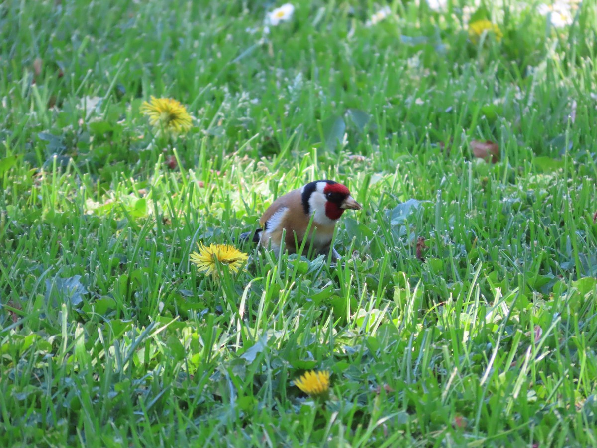 European Goldfinch - ML643269488