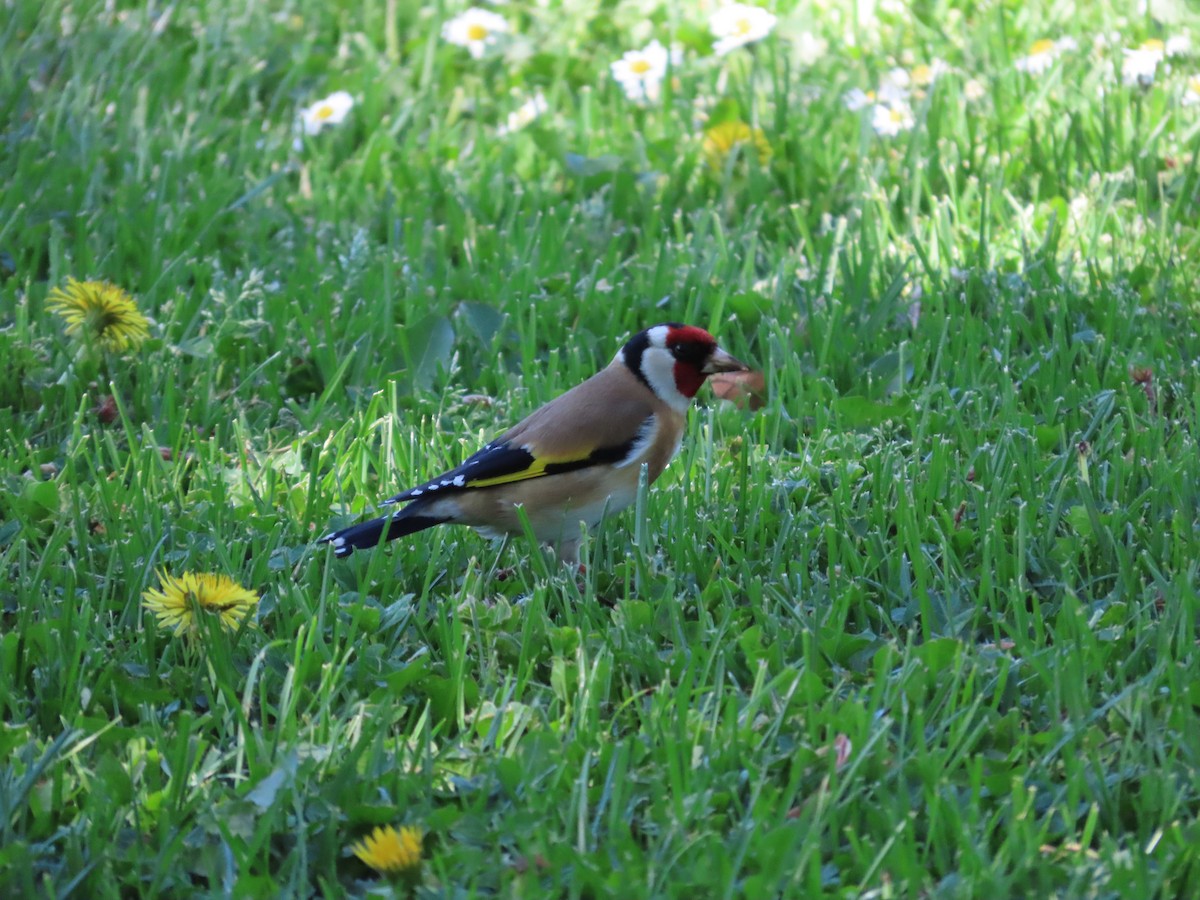 European Goldfinch - ML643269489