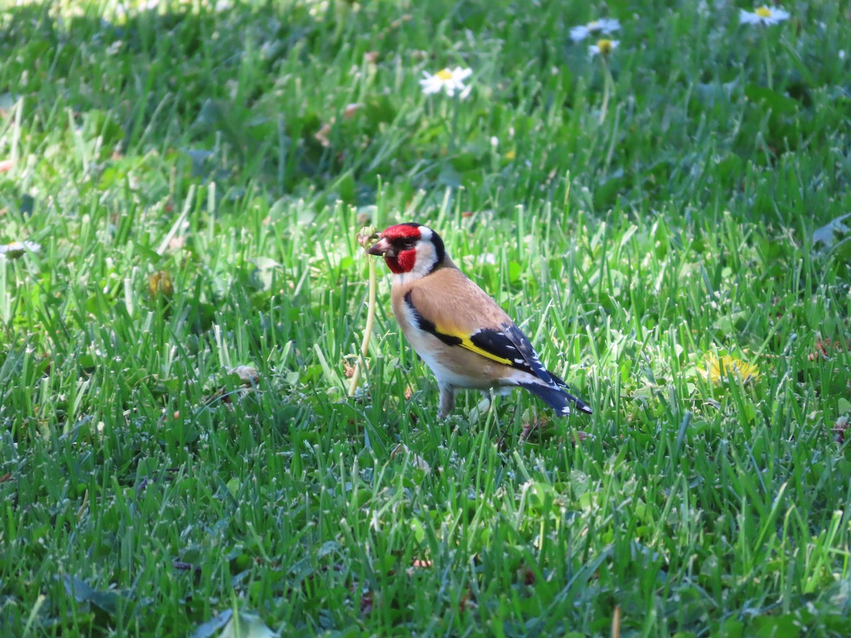 European Goldfinch - ML643269490