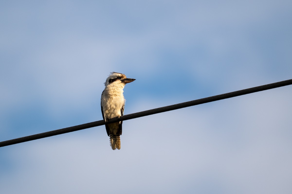 Laughing Kookaburra - ML643269491