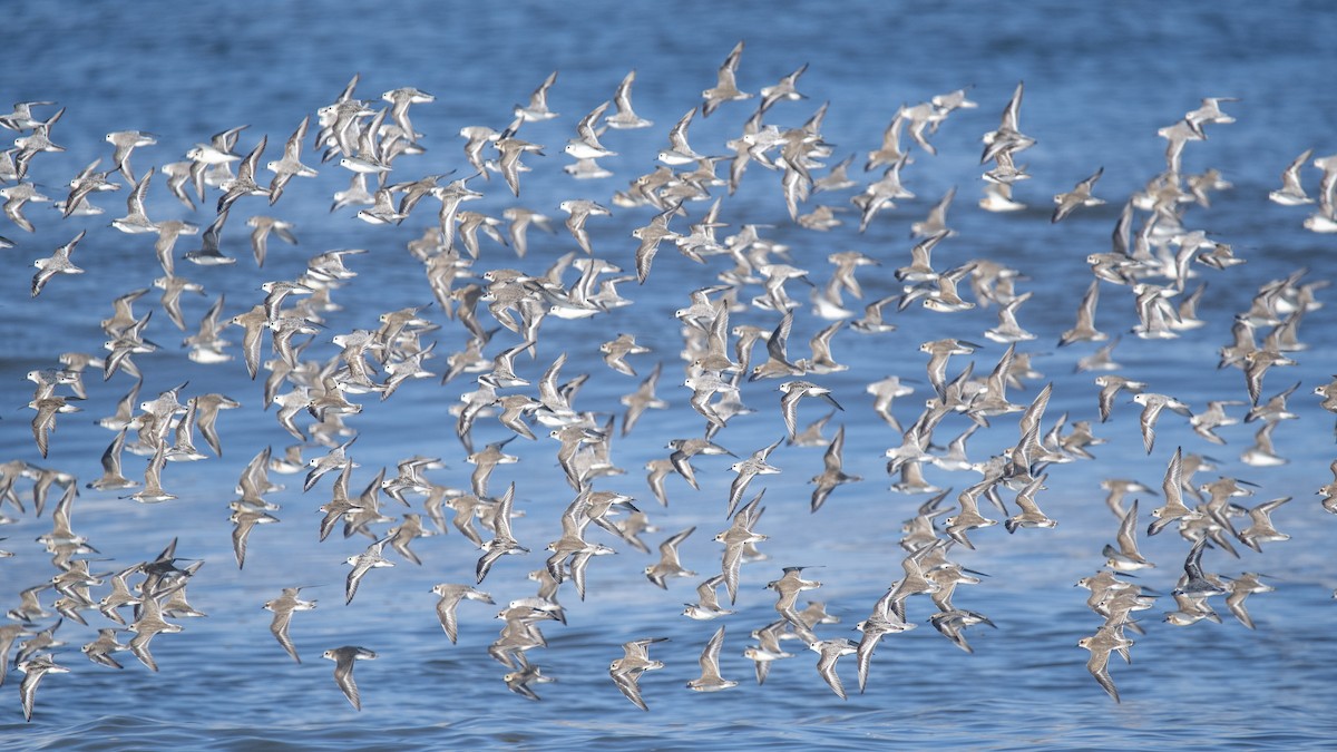 Tibetan Sand-Plover - ML643269495