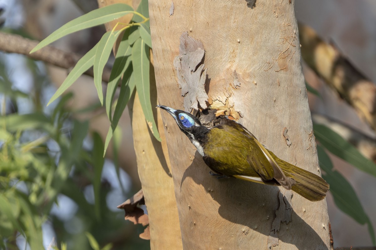 Blue-faced Honeyeater - ML643269502