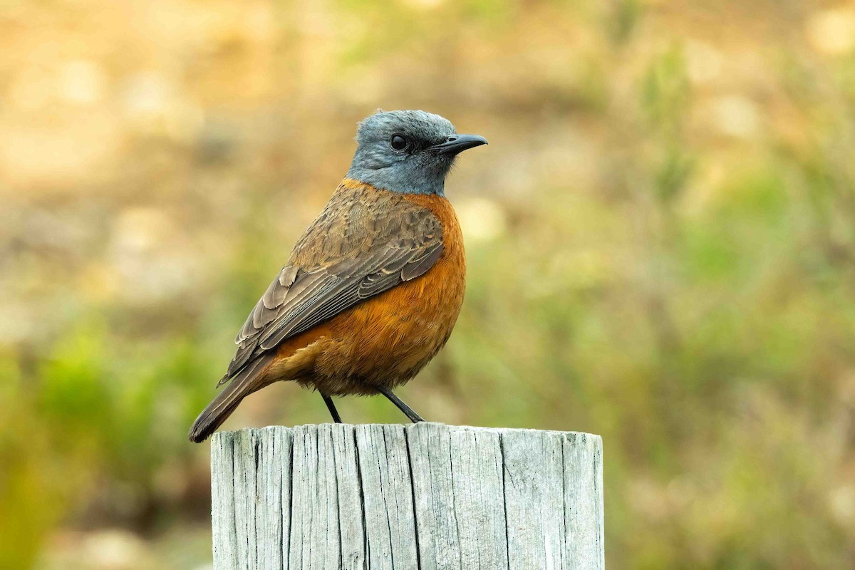 Cape Rock-Thrush - ML643269534