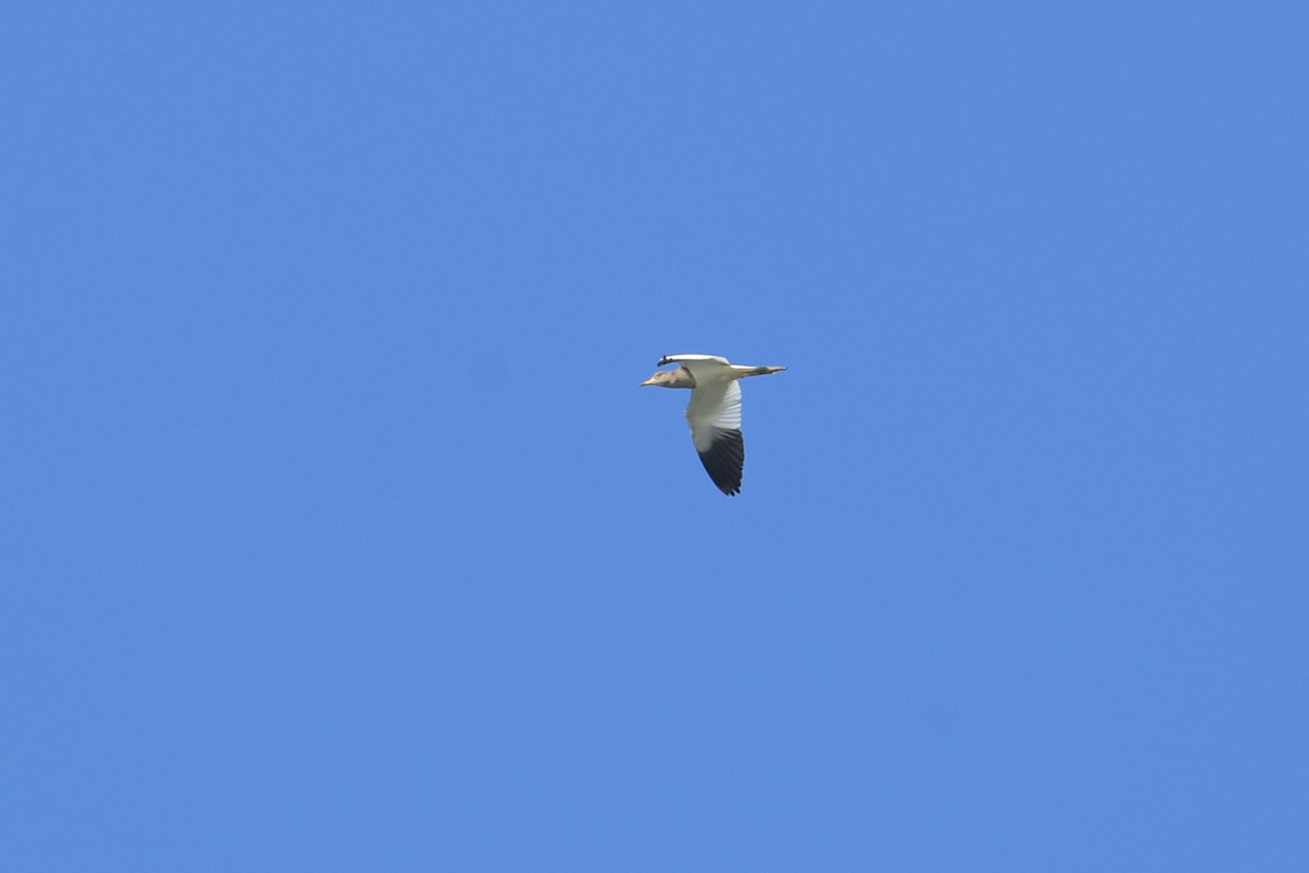 跳鴴 - ML643269559