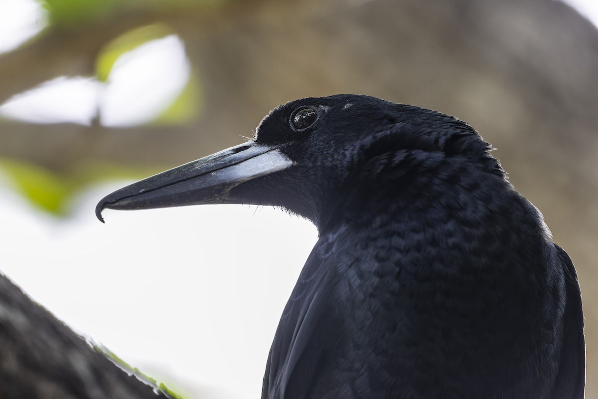 Black Butcherbird - ML643269560