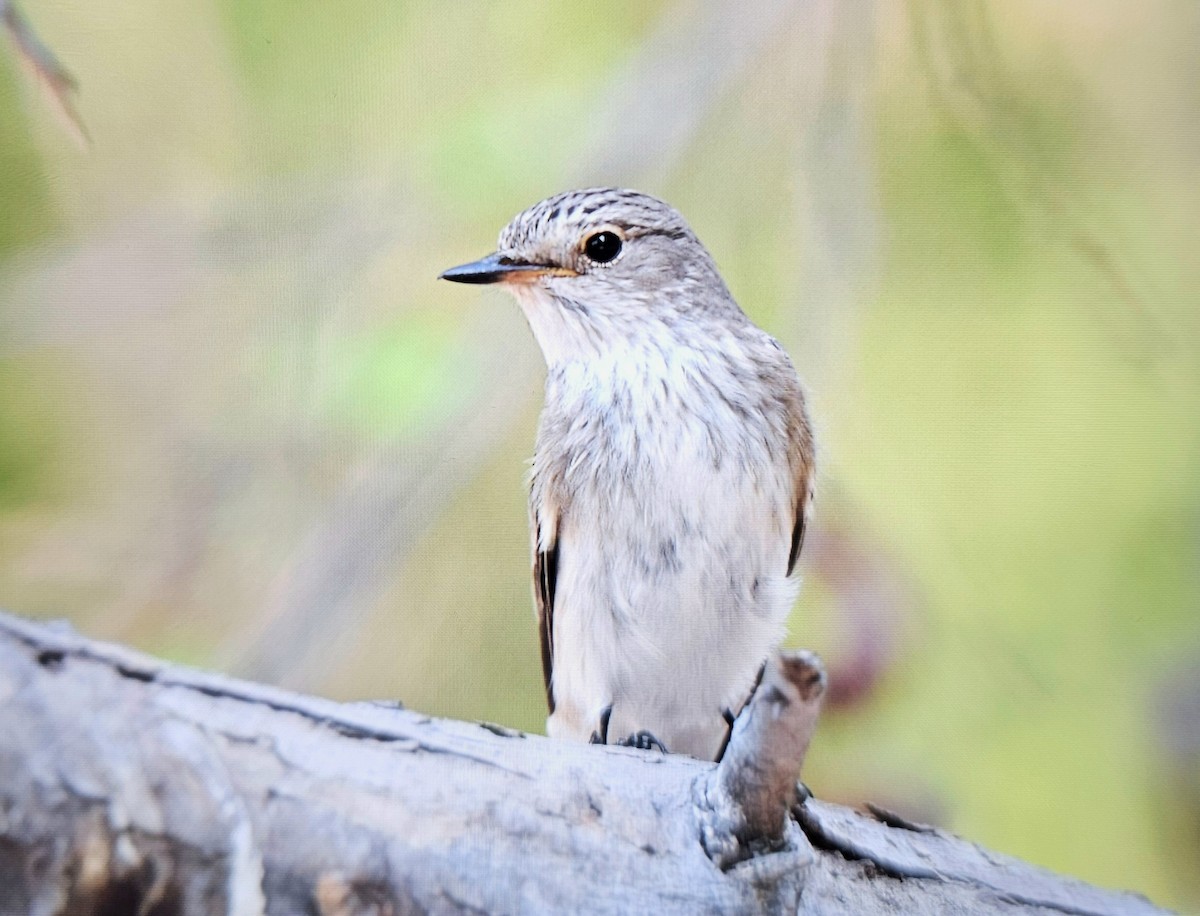Spotted Flycatcher - ML643269566