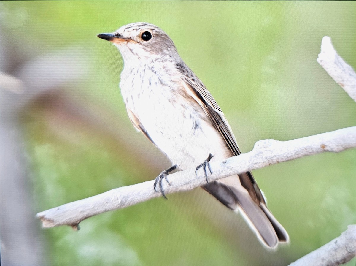 Spotted Flycatcher - ML643269567