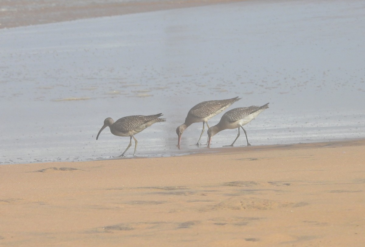 Whimbrel (White-rumped) - ML643269583