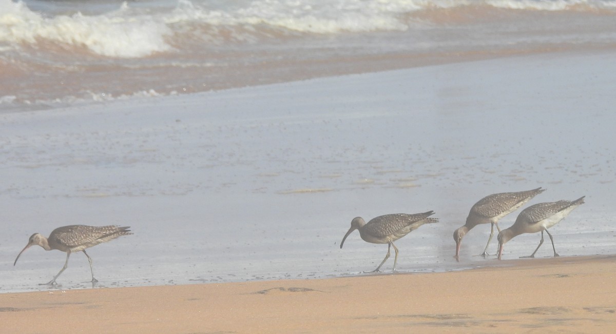 Whimbrel (White-rumped) - ML643269594