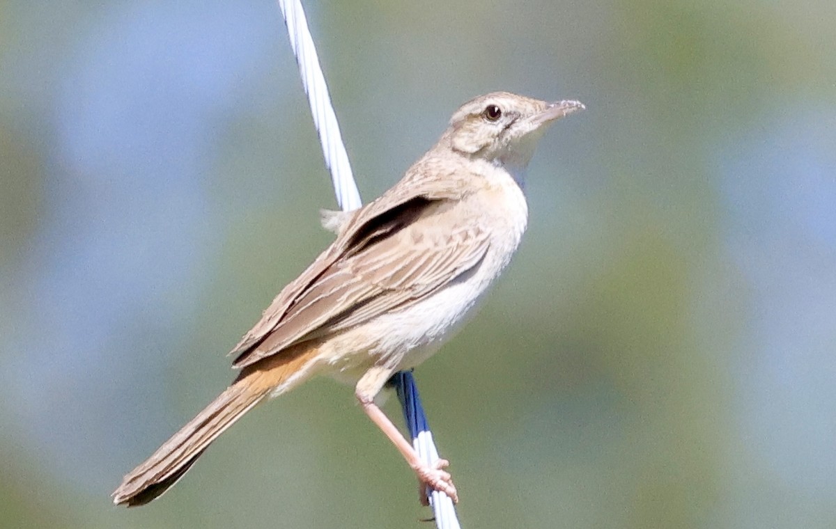 Rufous Songlark - ML643269597