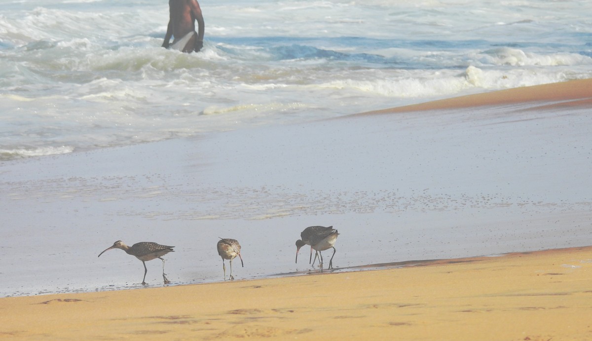 Whimbrel (White-rumped) - ML643269598