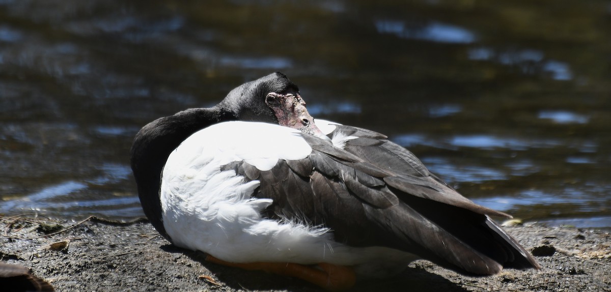 Magpie Goose - ML643269603