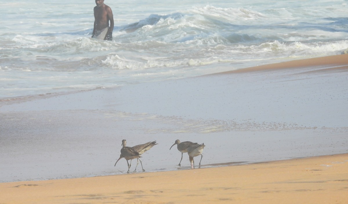 Whimbrel (White-rumped) - ML643269614
