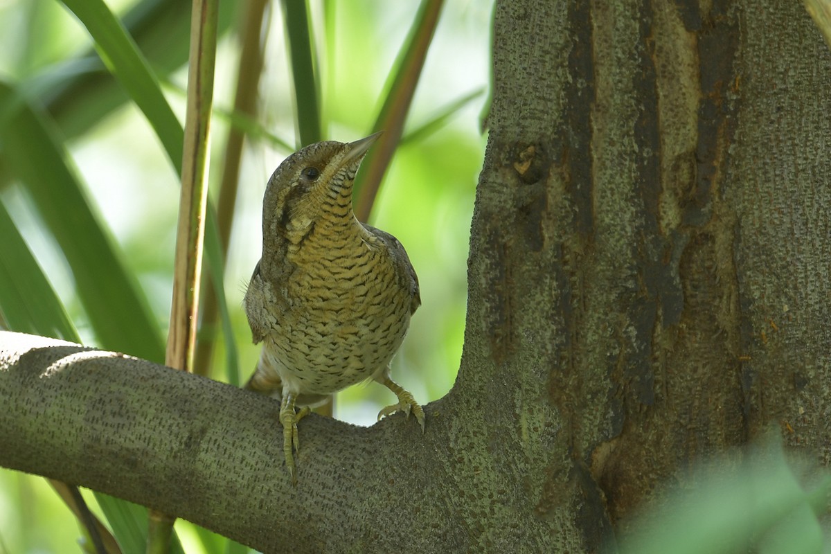 Eurasian Wryneck - ML643269617