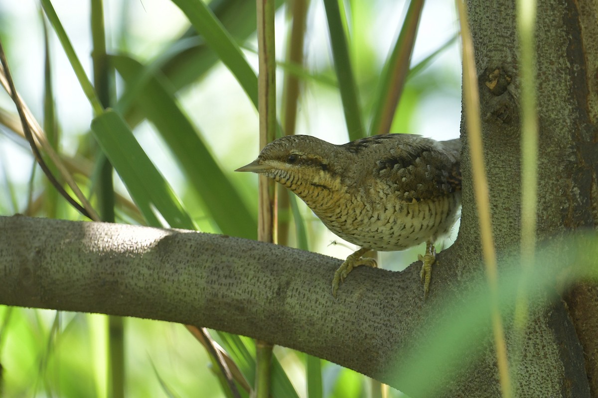 Eurasian Wryneck - ML643269618