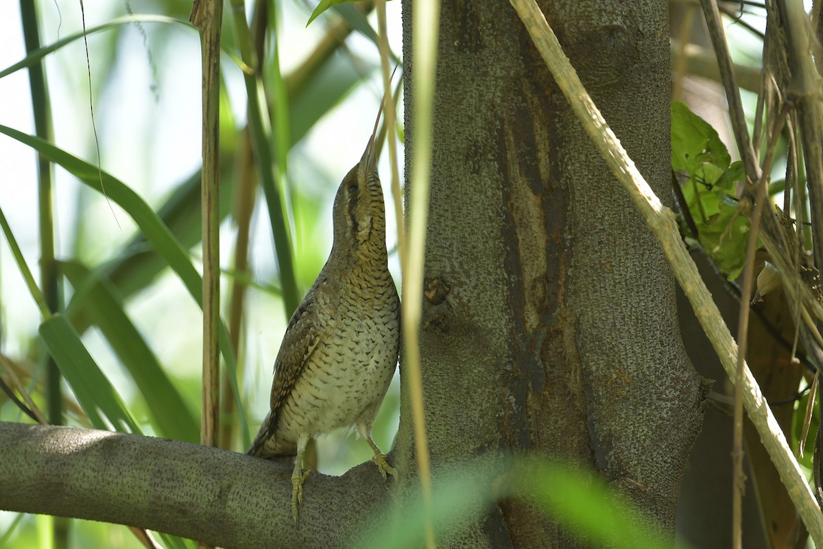 Eurasian Wryneck - ML643269619