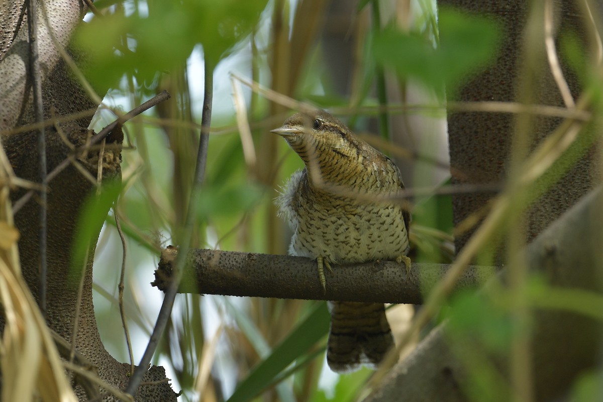 Eurasian Wryneck - ML643269620