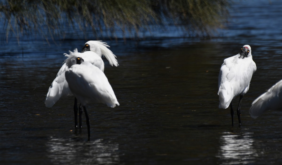 Royal Spoonbill - ML643269623