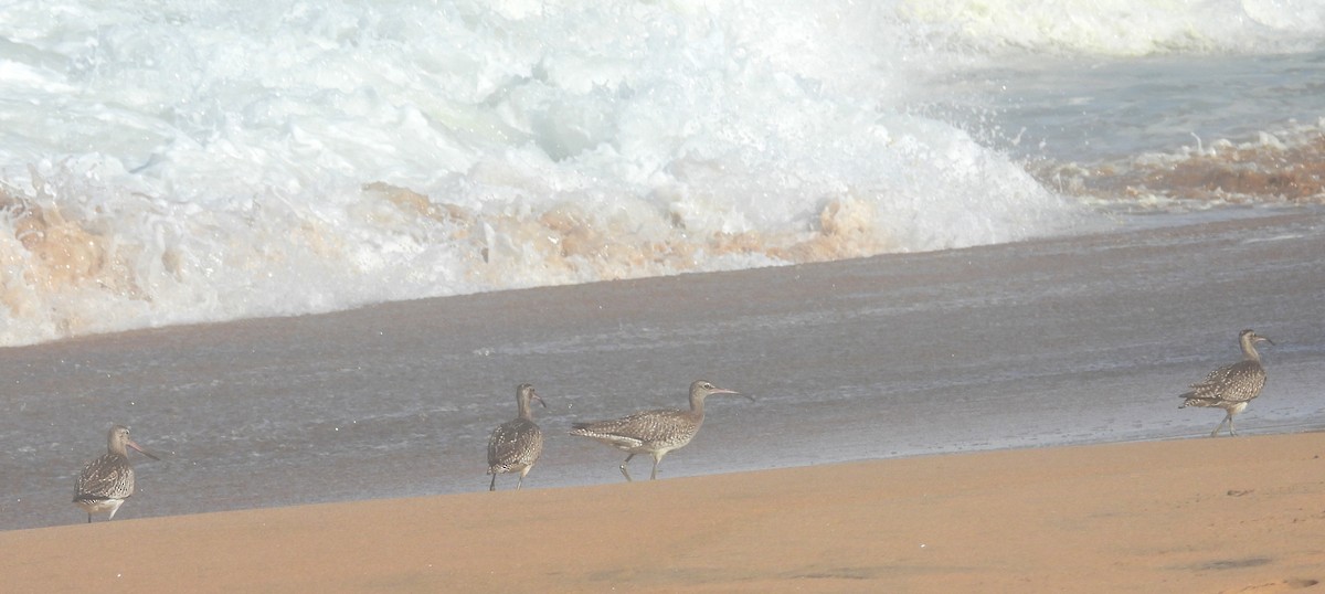 Whimbrel (White-rumped) - ML643269625