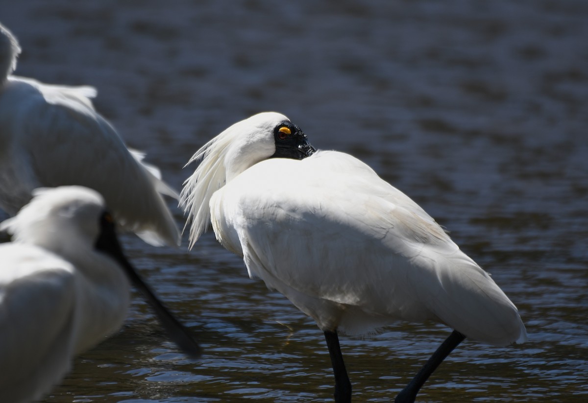 Royal Spoonbill - ML643269632