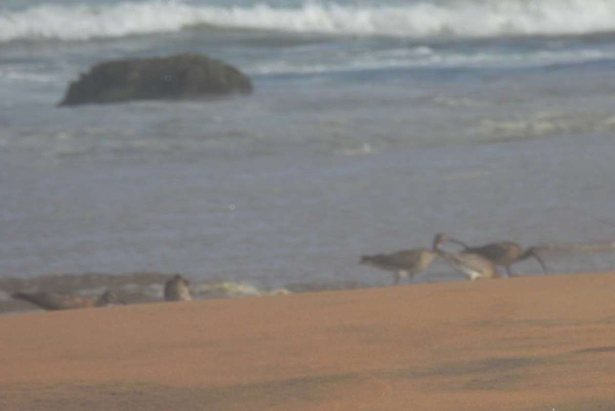 Whimbrel (White-rumped) - ML643269633