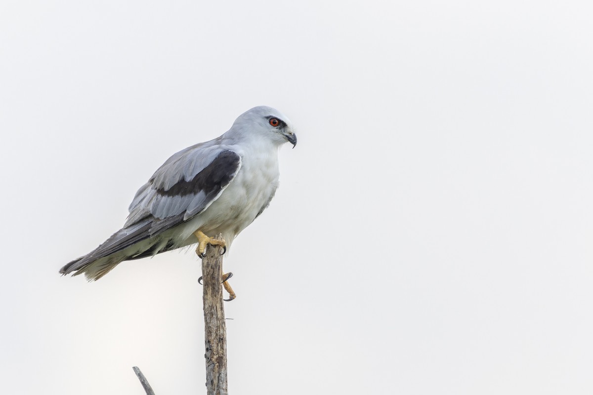 Black-shouldered Kite - ML643269635