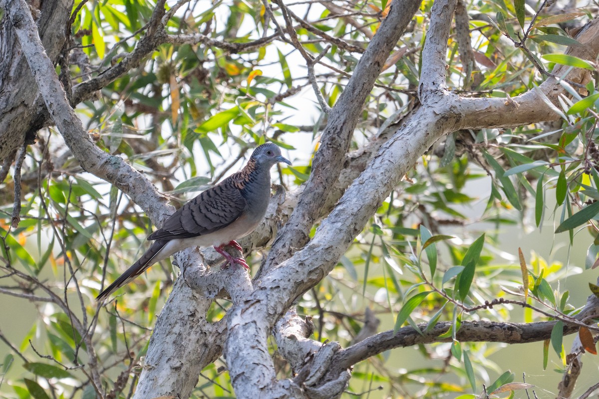 Bar-shouldered Dove - ML643269636