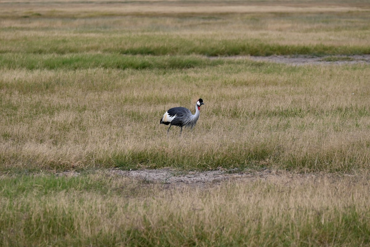Gray Crowned-Crane - ML643269639