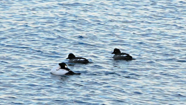 Common Goldeneye - ML643269649