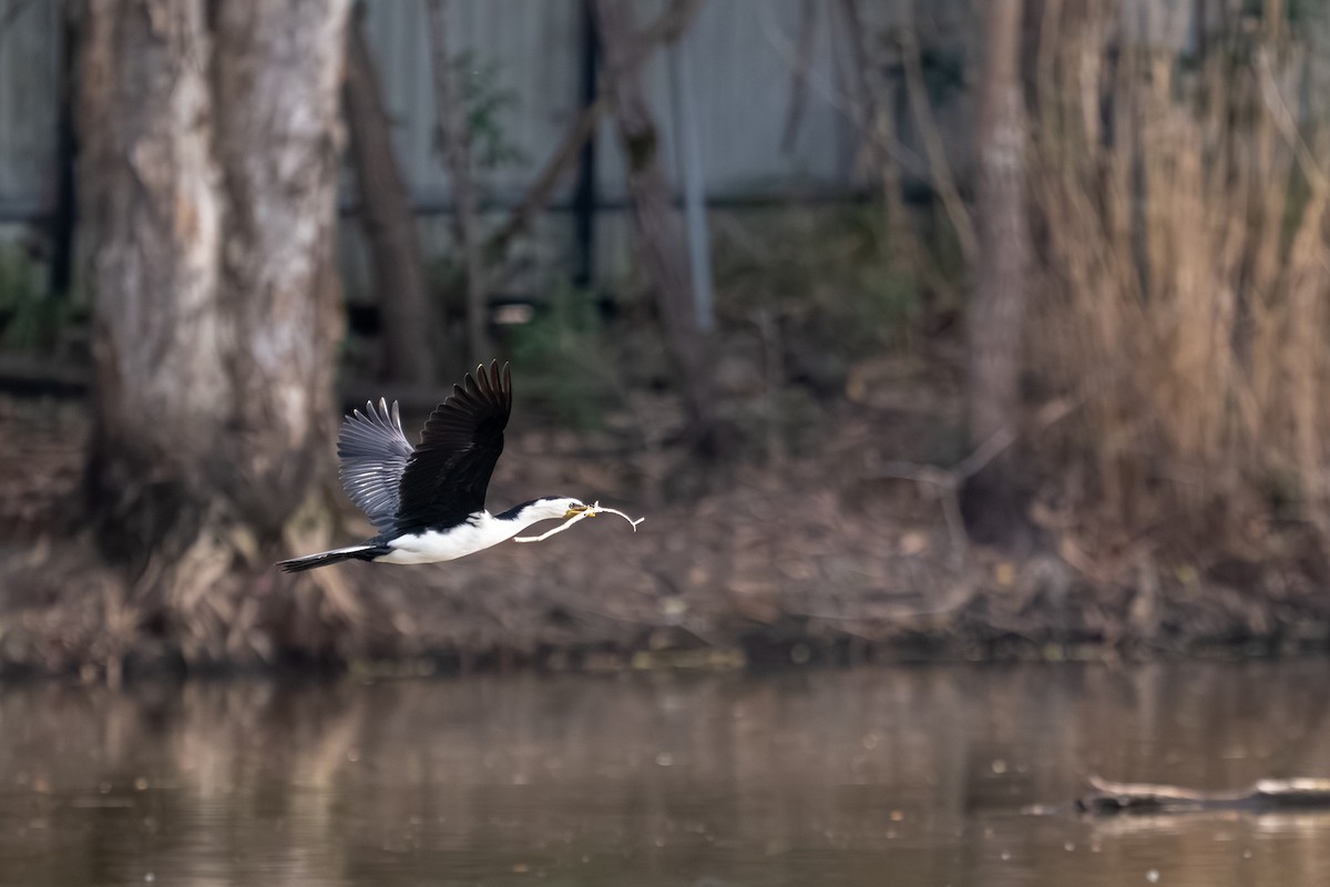 Little Pied Cormorant - ML643269655