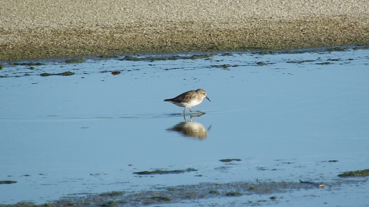 Least Sandpiper - ML643269657