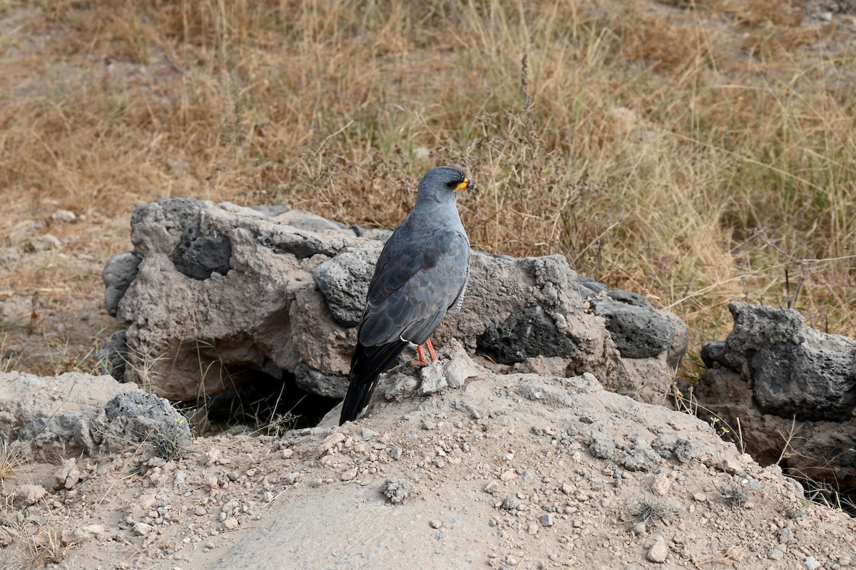 Eastern Chanting-Goshawk - ML643269660