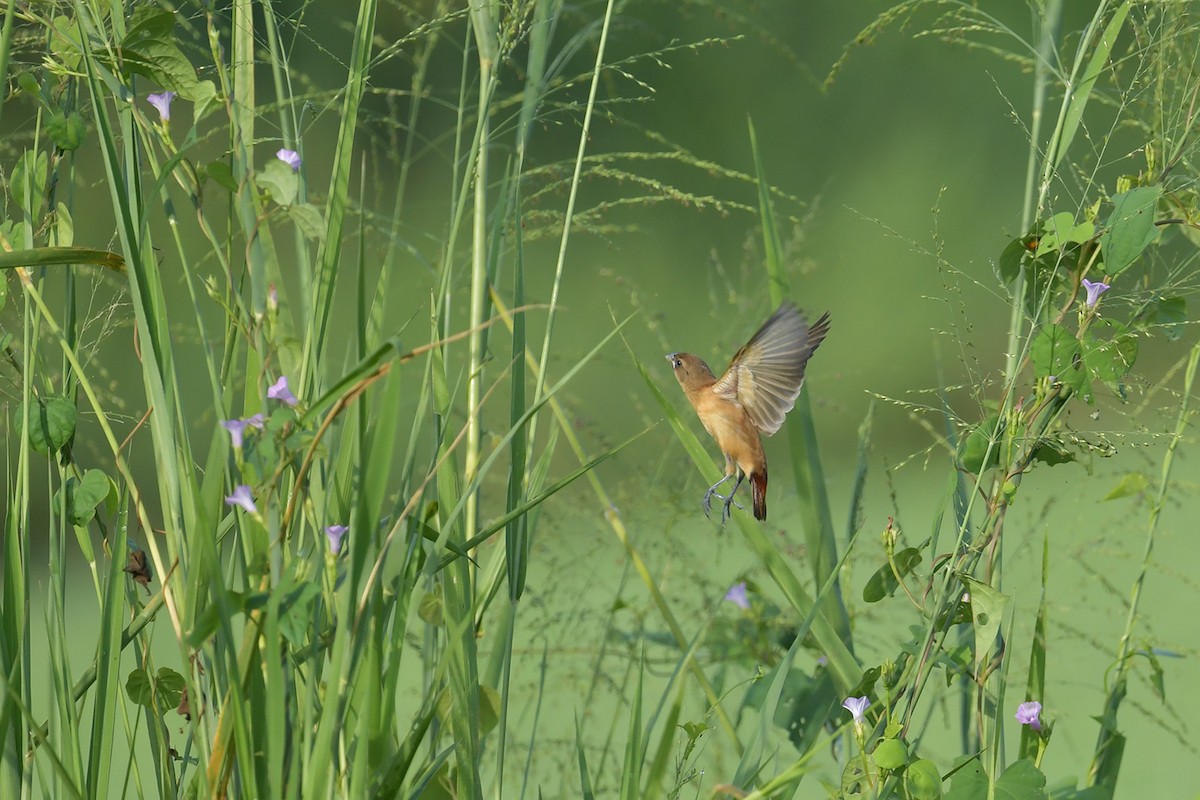 Chestnut Munia - ML643269661