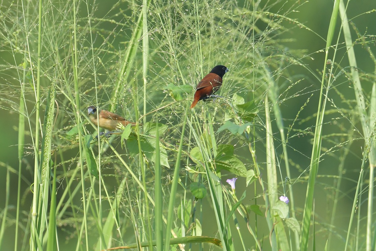 Chestnut Munia - ML643269662