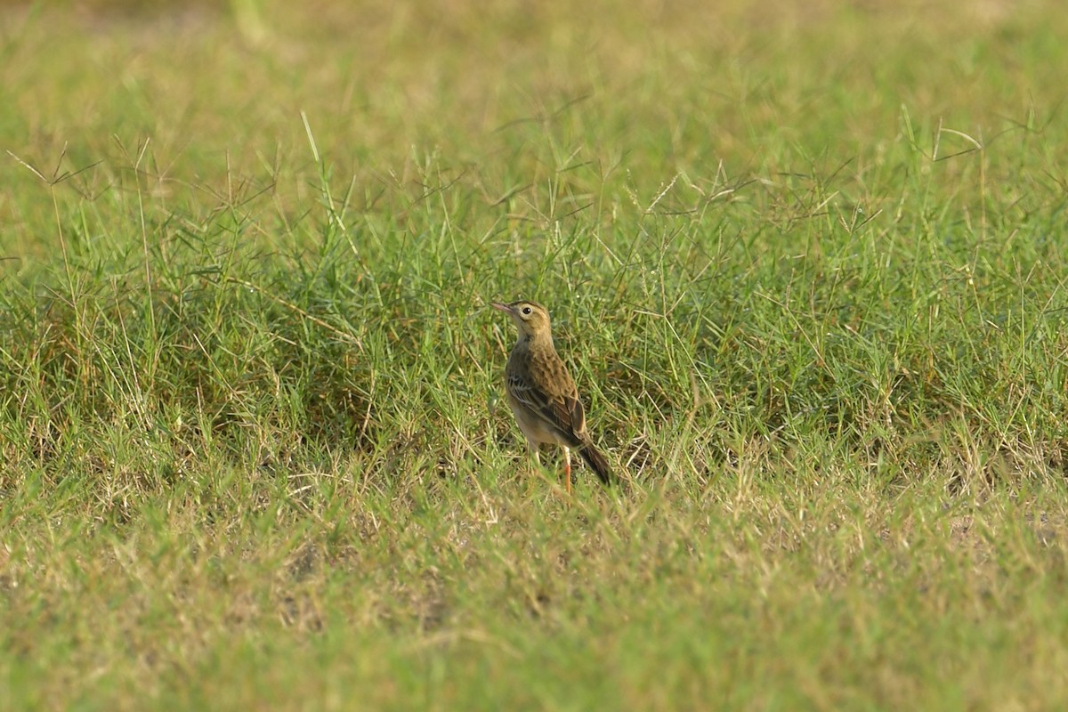 Richard's Pipit - ML643269663