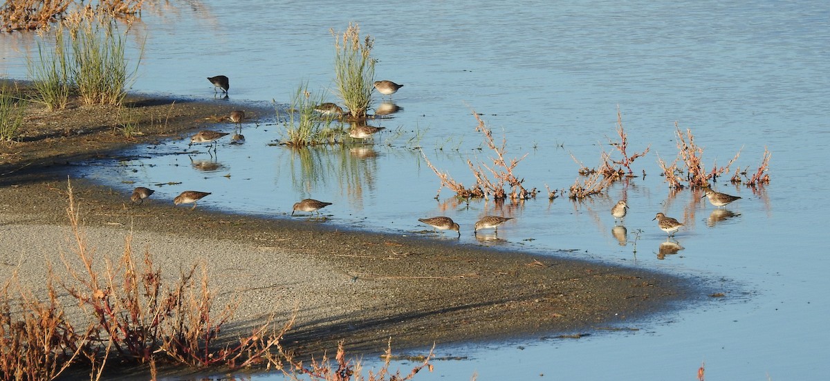 Least Sandpiper - ML643269664