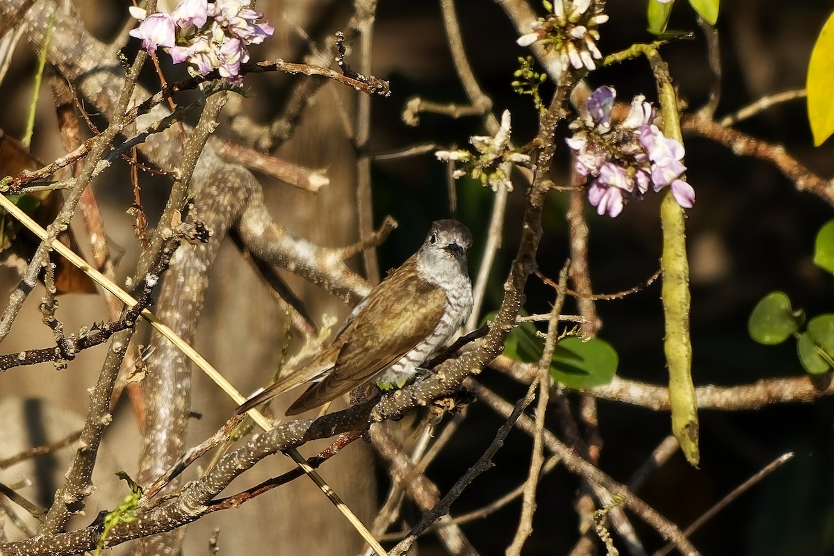 アカメテリカッコウ - ML643269678