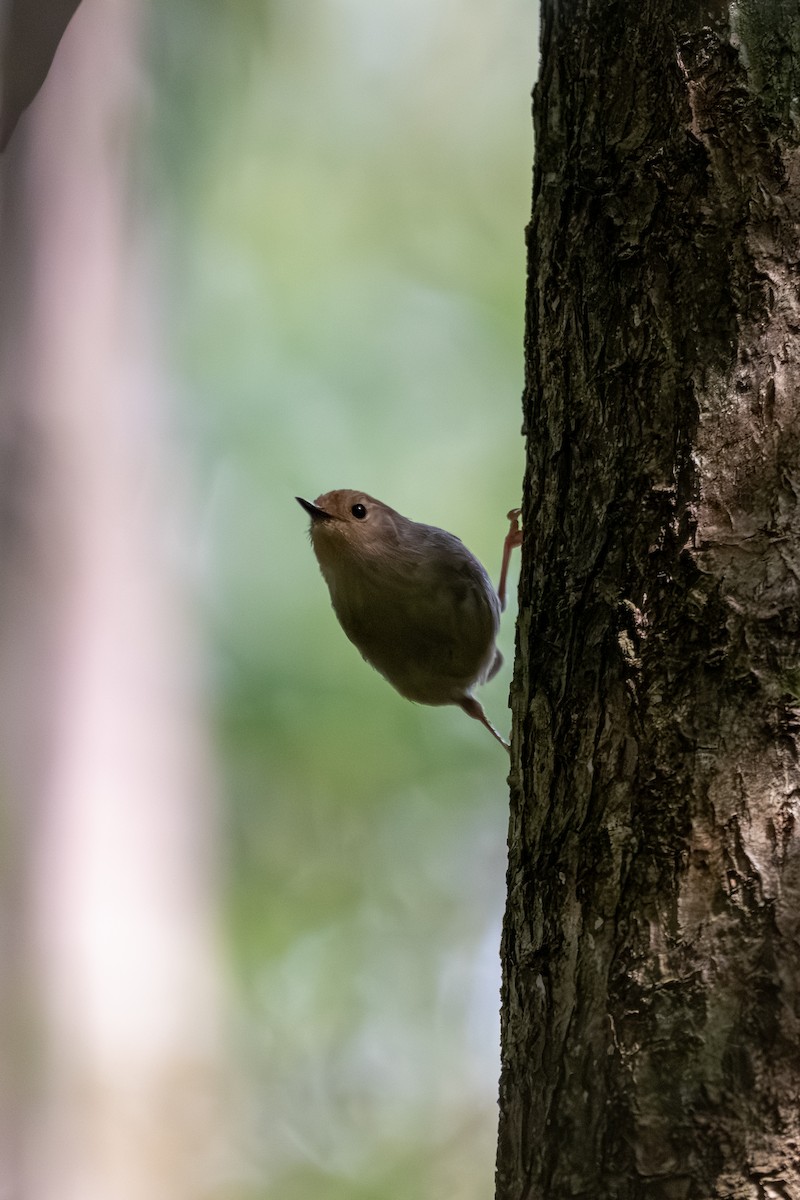 Large-billed Scrubwren - ML643269694